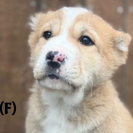 Zadira - Fawn female Central Asian Shepherd Dog puppy in Island City, Oregon from Alabaivalley