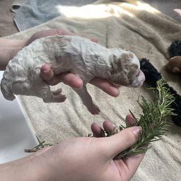 Poodle Puppies from Sweet Country Standards