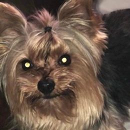Yorkshire Terriers from Royal Rush Kennels LLC