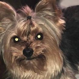 Yorkshire Terriers from Royal Rush Kennels LLC