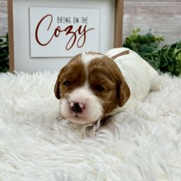 Duchess - Blenheim female Cavapoo puppy in Lancaster, Missouri from Cavapoo Acres