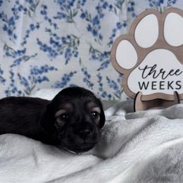 Flopsy - Cream female Dachshund puppy in Dothan, Alabama from Little House Pups