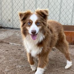 Gus - Miniature American Shepherd
