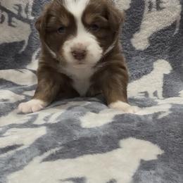 Maxine - Red tri female Miniature Australian Shepherd puppy in Phillipsburg, New Jersey from Dusty Dogs Miniature Australian Shepherds