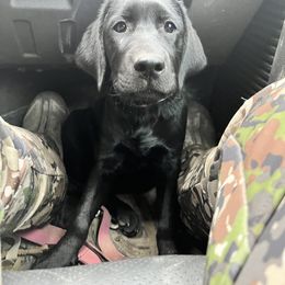 Golden Retriever and Labrador Retriever All Grown Up from Mulberry Retrievers