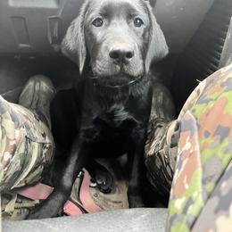 Golden Retriever and Labrador Retriever All Grown Up from Mulberry Retrievers
