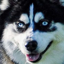 Whinnie - Black and white Pomsky puppy in Wheeling, Illinois from Bear Cave Pomskies