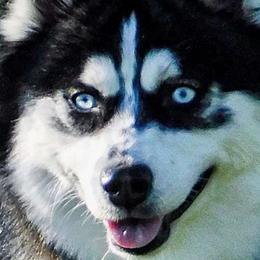 Whinnie - Black and white Pomsky puppy in Wheeling, Illinois from Bear Cave Pomskies