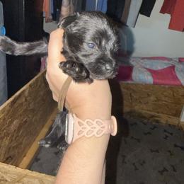 Brown Collar - Black male Schnoodle puppy in Winchester, Tennessee from Mahaffey’s Doodles