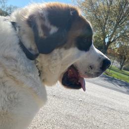 Saint Bernards from B&B Saints