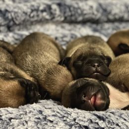 French Bulldog Puppies from Von Bales French Bulldogs