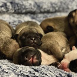 French Bulldog Puppies from Von Bales French Bulldogs