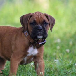 Boxers from Kindred Few Boxers