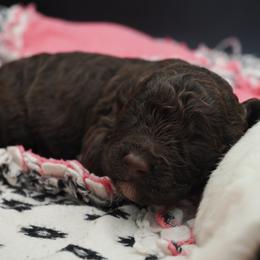 Girl 1 - female Lagotto Romagnolo puppy in Lake City, Michigan from Michigan Lagotto