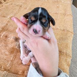 Blue Boy - Tri-color male Cavalier King Charles Spaniel puppy in Nampa, Idaho from Heart Mountain Cavaliers & Floating Feathers Kennel