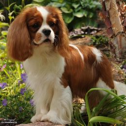 Cavalier King Charles Spaniels from Saranade Cavaliers
