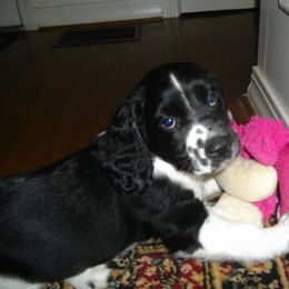 English Springer Spaniel Puppies from Sandhill Kennel