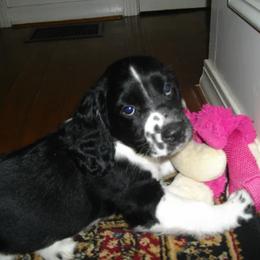 English Springer Spaniel Puppies from Sandhill Kennel