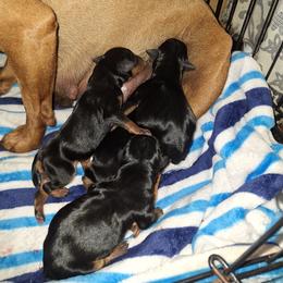 Akyra - Black and rust female Miniature Pinscher puppy in Grove, Oklahoma from K&J's Min Pins Of Grand Lake