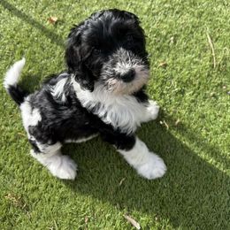 Cindy mint green - Black and white female Bernedoodle puppy in Bend, Oregon from Bella Ridge Farms & Dapper Doodles