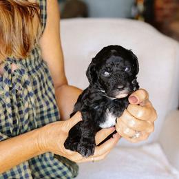 Girl 1 - Black female Bernedoodle puppy in Yuba City, California from Ranch House Doodles