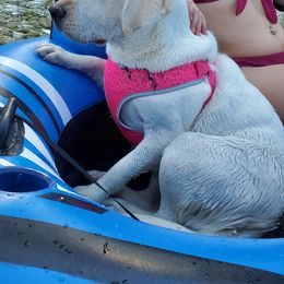 Labrador Retriever Puppies from Texas Finest English Labradors