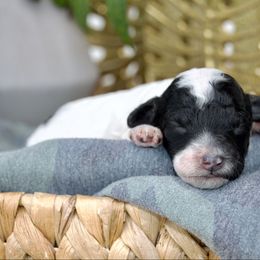 Skunk - Parti male Poodle puppy in Orem, Utah from First Class Poodles