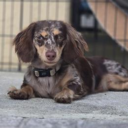 Mocha - Dachshund