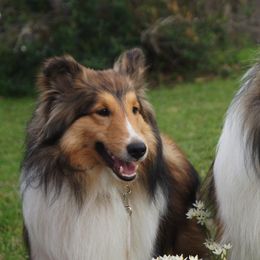 Shetland Sheepdogs from Patriot Shelties (not online)