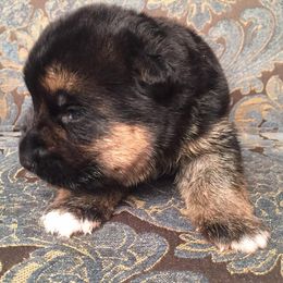 German Shepherd Puppies from Four Leaf Farm- Vom Vierblättriges Bauernhof