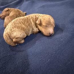 Violet - Red  female Poodle puppy in Poth, Texas from Casa de Curls