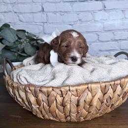 Boy 7 Pick- Med. Goldendoodle - Red  male Goldendoodle puppy in Piedmont, South Carolina from The Farm at Saluda Ridge