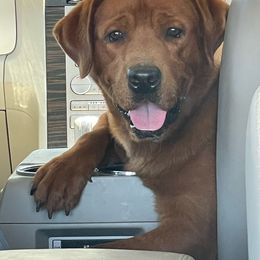 Legion - Labrador Retriever