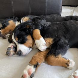 Bernese Mountain Dogs from Benton County Berners
