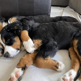 Bernese Mountain Dogs from Benton County Berners