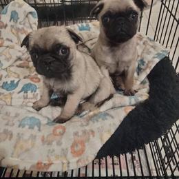 Pembroke Welsh Corgis and Pugs from Amatskennel - Stubby Tails Ranch