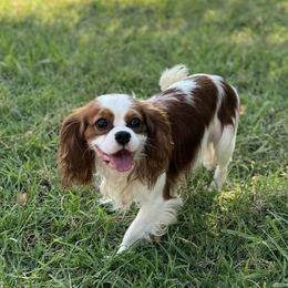 Aussiedoodles, Cavapoos, Goldendoodles, Miniature Australian Shepherds, and Poodles from Copper Lane Aussies, Doodles & Cavapoos