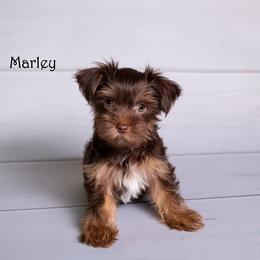Girl 1 - female Yorkshire Terrier puppy in Loxahatchee, Florida from Our Yorkie Corner