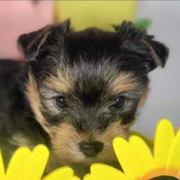 Blue collar boy - Black and tan male Yorkshire Terrier puppy in Jacksonville, Florida from Yorkieology