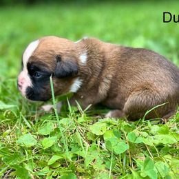 Boxer Puppies from Von Royal Dell’Infinite