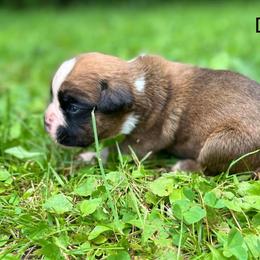 Boxer Puppies from Von Royal Dell’Infinite