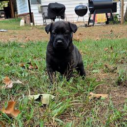Beast (Dutch brindle male) - male Belgian Malinois puppy in Signal Mountain, Tennessee from Torgun Police Dogs
