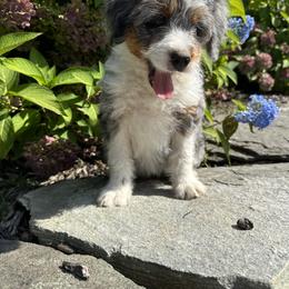 Bernedoodle Puppies from Katelyn Aubin