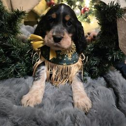 Holly - Tri-Roan female English Springer Spaniel puppy in Cookeville, Tennessee from Krossroads Kennel
