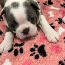 Boston Terriers from Boston Terriers of Conroe