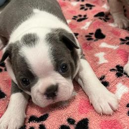 Boston Terriers from Boston Terriers of Conroe