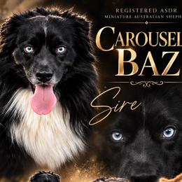 Baz - Miniature Australian Shepherd