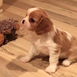 Cavalier King Charles Spaniels from Blu Skye Cavaliers