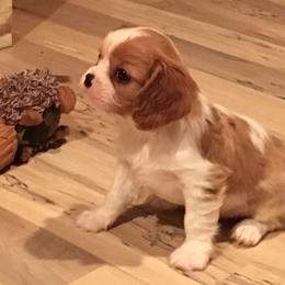 Cavalier King Charles Spaniels from Blu Skye Cavaliers