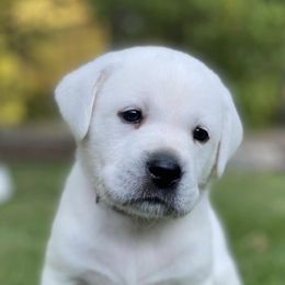 Labrador Retrievers from Roland’s English Labradors
